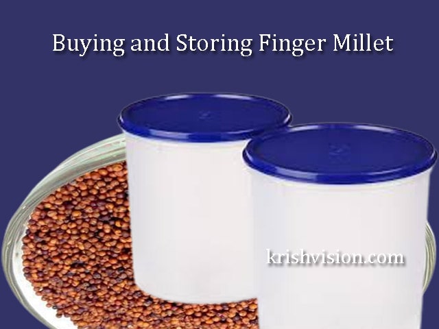 Finger Millet