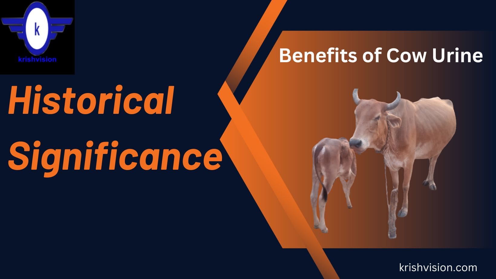 Benefits of cow urine