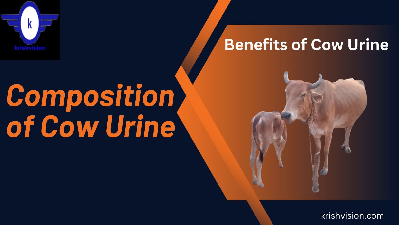 Benefits of cow urine