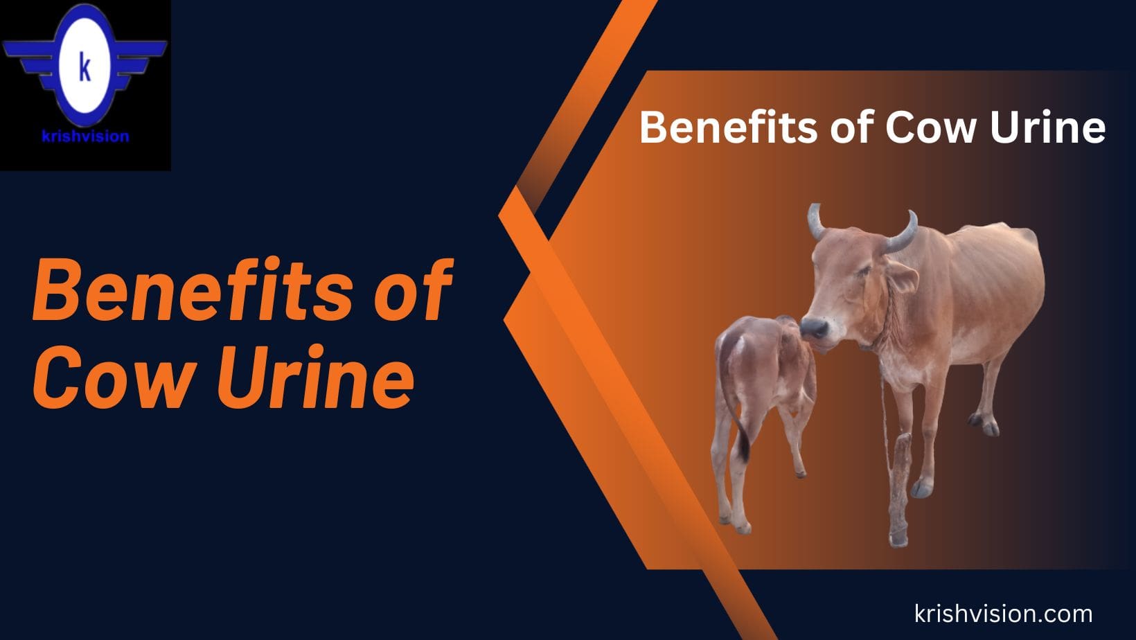 Benefits of cow urine