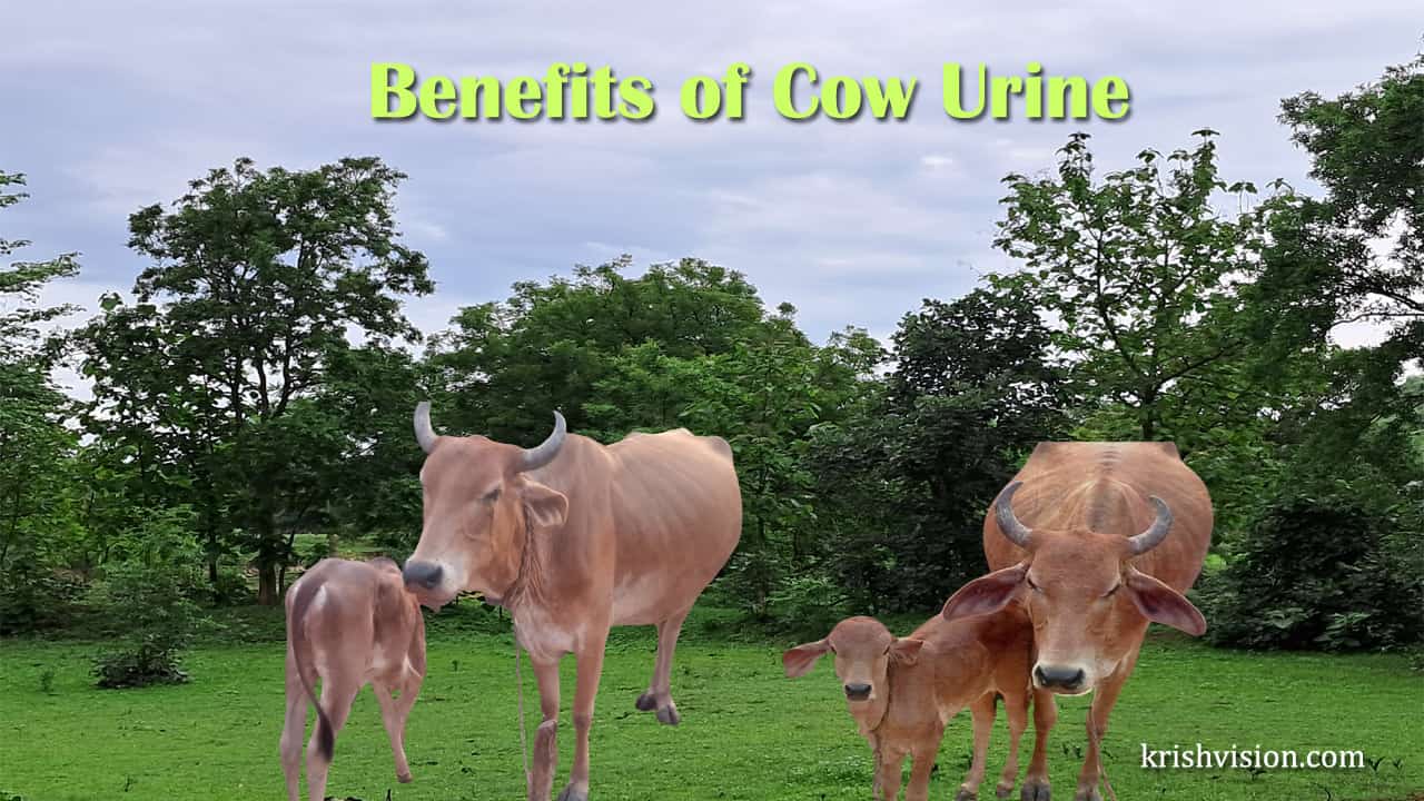 Benefits of Cow Urine