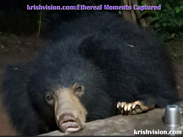 krishvision.com Bear Image